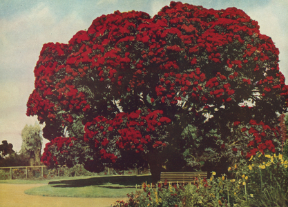Flowering Red Gum (Eucalyptus ficifolia), Western Australia (colour photo)