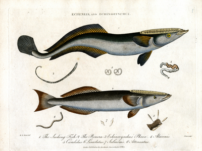 Echeneis and Echinorynchus: Sucking Fish and Thorny Salmon, 1810 (print)