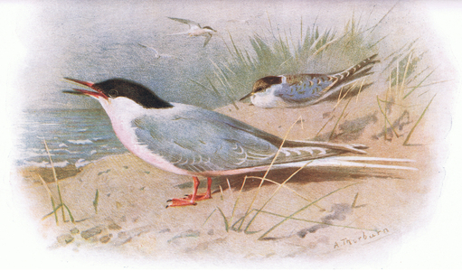 Roseate Tern, from British Birds published by Longmans, 1932 (colour litho)