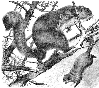 Red Taguan, Pteromys nitidus, Historical, digital reproduction of an original 19th century specimen