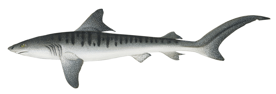 Tiger shark