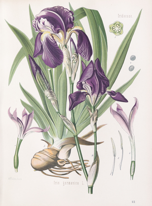 Bearded iris, 1887-1898 (Plate)