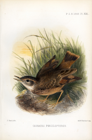 Variegated-winged Wren (print)