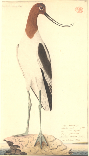 Recurvirostra novaehollandiae