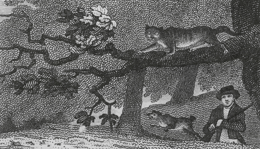 Wild Cat (engraving)