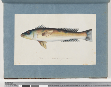 Page 21. Unidentified fish (w/c on paper)