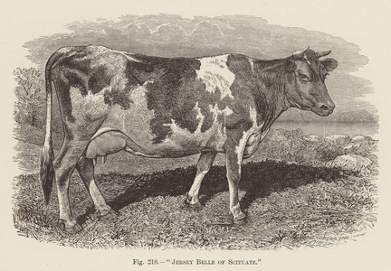 "Jersey Belle of Scituate" (engraving)