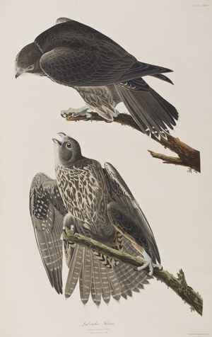 Illustration from 'Birds of America', 1827-38 (hand-coloured engraving & aquatint)