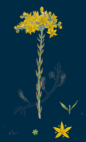 Salix Alba, Var. Vitellina; Golden Willow