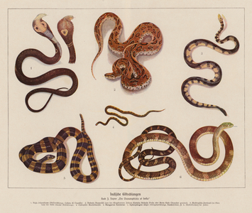 Venomous Indian Snakes (colour litho)