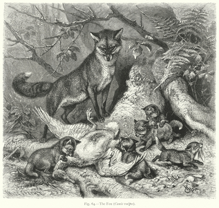 The Fox (Canis Vulpes) (engraving)
