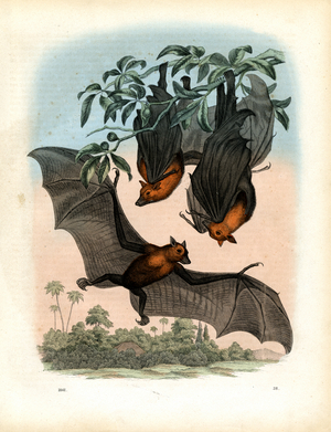 Flying Foxes in Tropical Landscape (engraving)