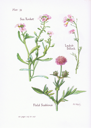 Lady's Smock or Cuckoo Flower, Field Scabious, Sea Rocket, 1951 (colour litho)