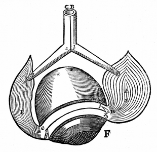 Descartes' model of the antagonistic eye muscles A,E. When E is relaxed A is ennervated. Descartes believed that an animal spirit travelling down hollow nerves C,B, contracted the muscles and blew them up, and that they relaxed when the spirit was shut off by valves. From Rene Descartes Opera Philosophica Frankfurt-am-Main. 1692. Originally published in his Tractatus de homine, Paris, 1664. Woodcut.