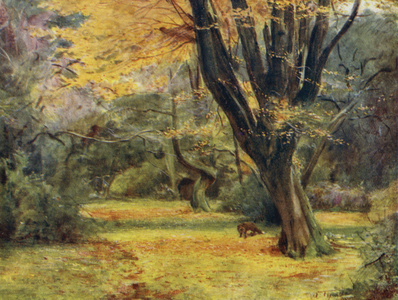 The New Forest: Maples, near Queen's Bower (colour litho)
