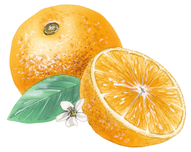 Navel orange