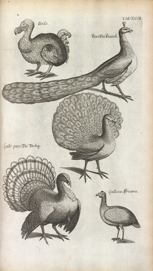 Peacocks