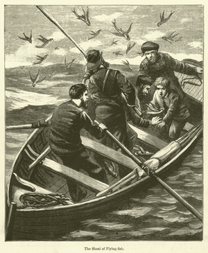 The Shoal of Flying-fish (engraving)