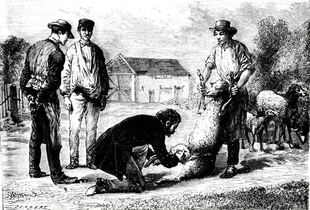 A sheep being inoculated against anthrax