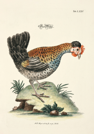 The Chicken, 1748 (hand-coloured copper engraving)