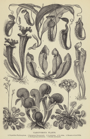 Carnivorous plants (engraving)