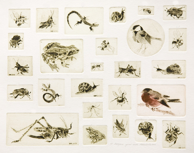 Various Insects and Birds, 2001 (drypoint)