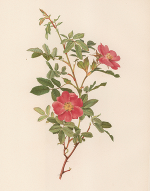 English Rose (colour litho)