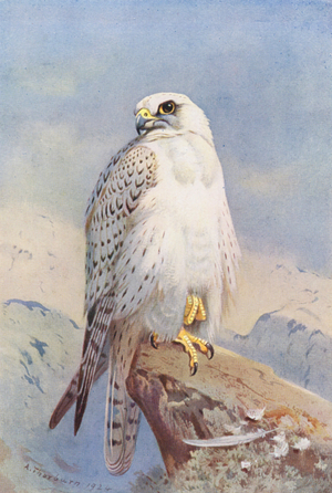 Greenland Falcon (colour litho)