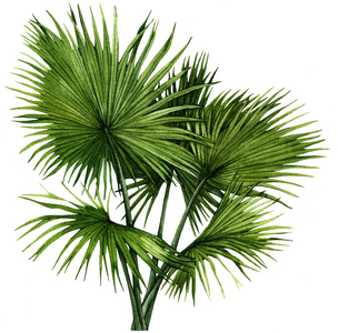 Fan palm tree, 2021 (watercolor on paper)