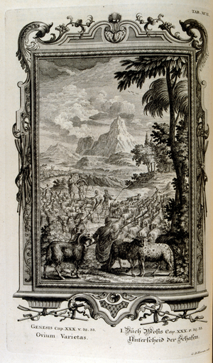 Biblical varieties of sheep, 18th century (engraving)