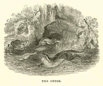 The Otter (engraving)