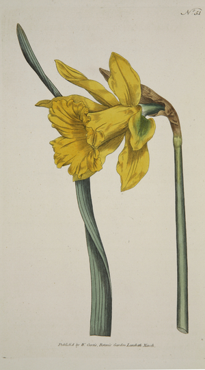 Narcissus Major (Great Daffodil), from The Botanical Magzaine or Flower Garden Displayed, pub. 1793 (hand coloured engraving)