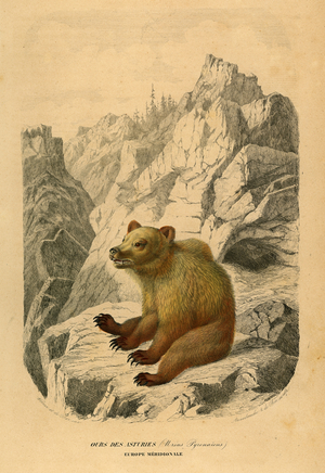 Asturias bear, 1855 (Engraving)