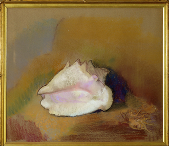 The shell