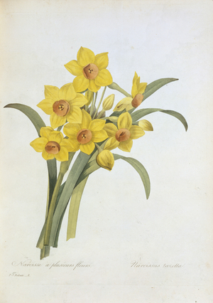 Narcissus tazetta