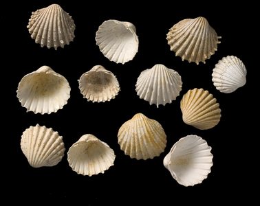Shells from the genus Cardium