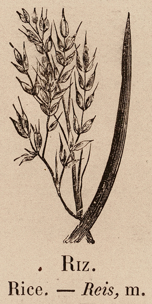 Le Vocabulaire Illustre: Riz; Rice; Reis (engraving)