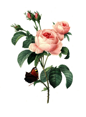 Rose, provence rose (Rosa centifolia), group of roses with double flowers, one of the old roses