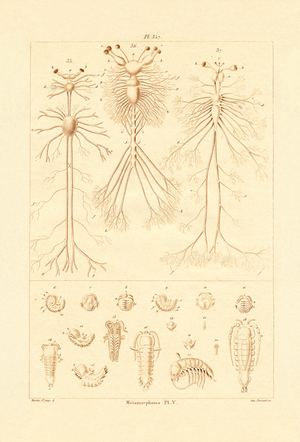 Metamorphosis, 1833-39 (coloured engraving)