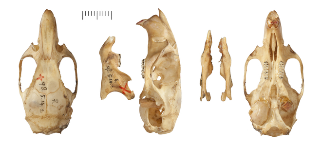 Phyllotis chacoensis