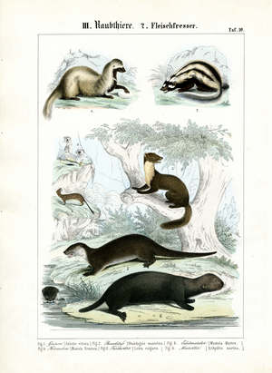 Martens and Otter-like Carnivores, 1851 (Lithography)