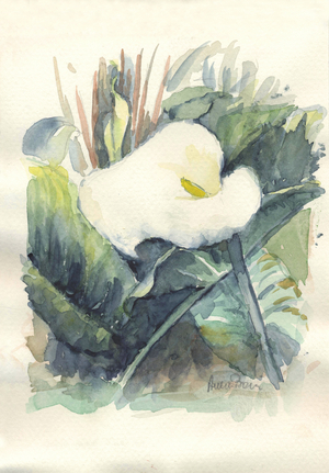 Calla, 1990-2020 (watercolour)