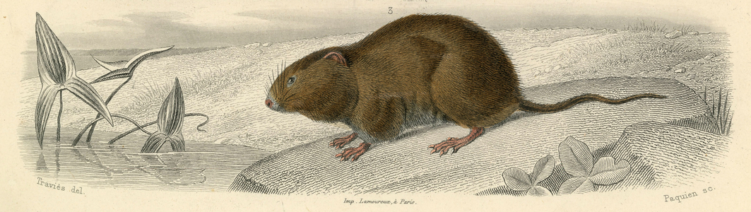 The water rat Engraving by Travies around 1840