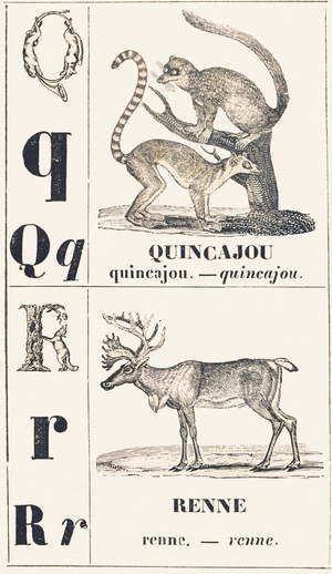 Q R: Quincajou — Renne, 1850 (engraving)