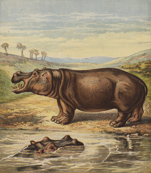 Hippopotamus (colour litho)