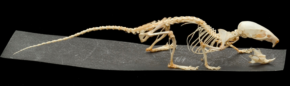 Mus musculus