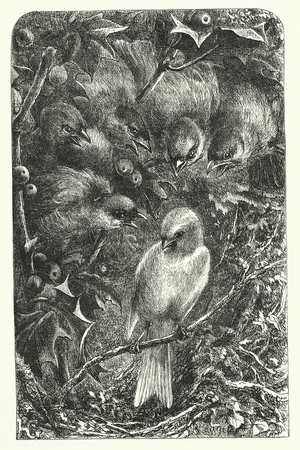 A canary in the wild (engraving)