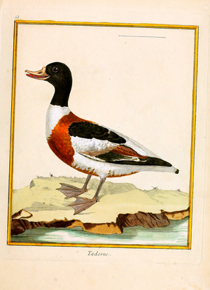 Common Shelduck (print)