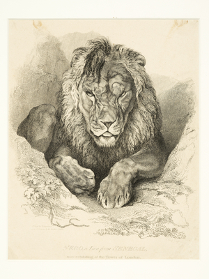 Nero, a lion from Senegal, exhibiting at the Tower of London, 1814 (engraving)