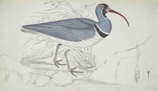 Ibidorhyncha struthersii, Ibisbill, Plate 82 from Brian Houghton Hodgson's collection of birds and mammals of Nepal, 1818-58 (watercolour & pencil on paper)